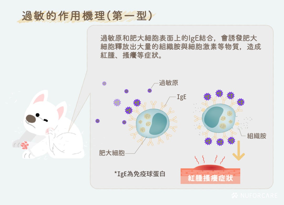 過敏的作用機理.jpg